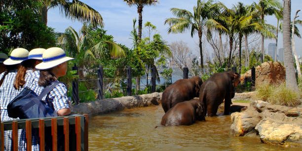 Sydney, Australia - November 23rd 2006; Unidentified school girls in their unique dress watching elephants in Taronga Zoo